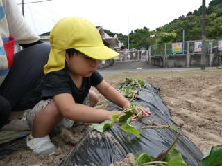 芋の苗植え