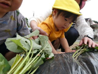 芋の苗植え